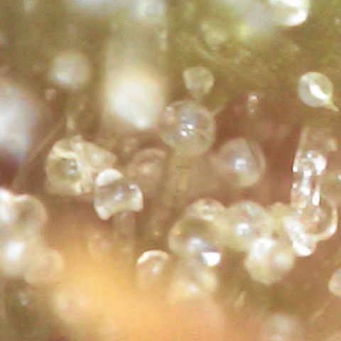 Milky Way F1 (Royal Queen Seeds) growlog timeline photo