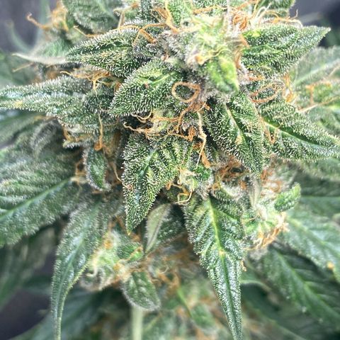 Milky Way F1 (Royal Queen Seeds) growlog timeline photo