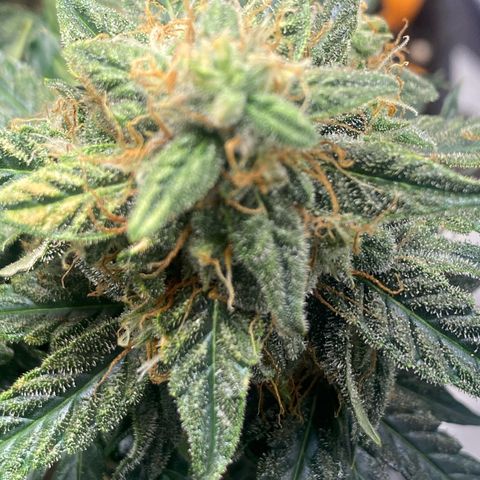 Milky Way F1 (Royal Queen Seeds) growlog timeline photo