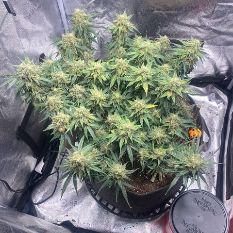 Milky Way F1 (Royal Queen Seeds) growlog timeline photo