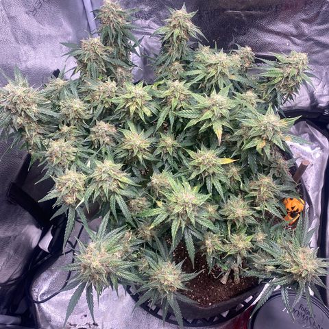 Milky Way F1 (Royal Queen Seeds) growlog timeline photo