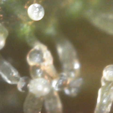 Milky Way F1 (Royal Queen Seeds) growlog timeline photo