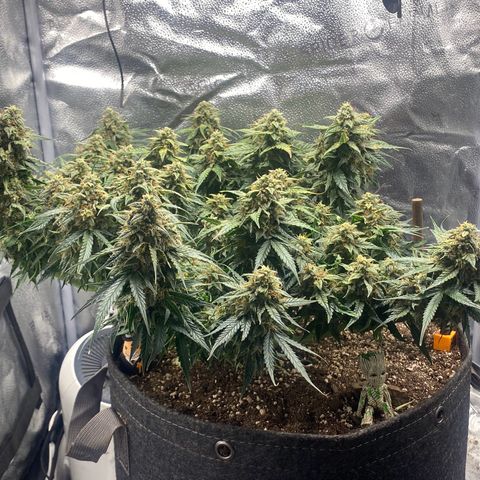 Milky Way F1 (Royal Queen Seeds) growlog timeline photo