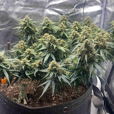 Milky Way F1 (Royal Queen Seeds) growlog timeline photo