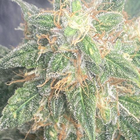 Milky Way F1 (Royal Queen Seeds) growlog timeline photo