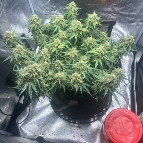 Milky Way F1 (Royal Queen Seeds) growlog timeline photo