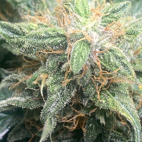 Milky Way F1 (Royal Queen Seeds) growlog timeline photo