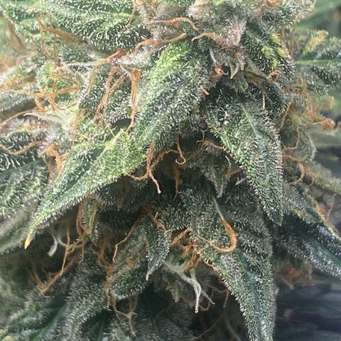 Milky Way F1 (Royal Queen Seeds) growlog timeline photo