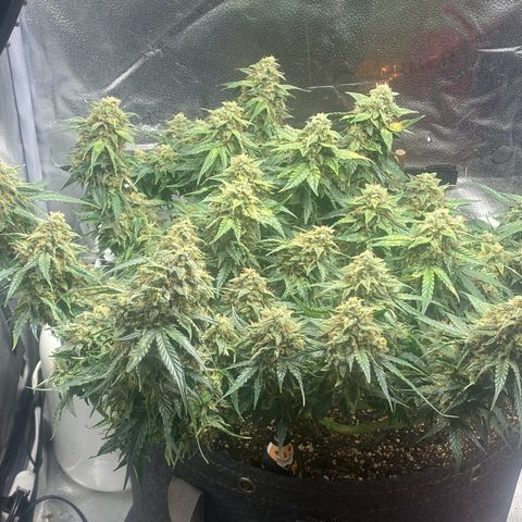 Milky Way F1 (Royal Queen Seeds) growlog timeline photo