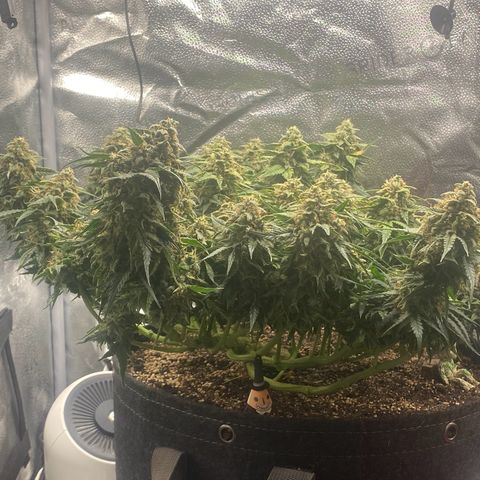 Milky Way F1 (Royal Queen Seeds) growlog timeline photo