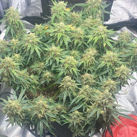 Milky Way F1 (Royal Queen Seeds) growlog timeline photo