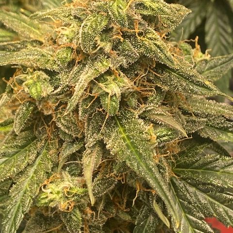 Milky Way F1 (Royal Queen Seeds) growlog timeline photo