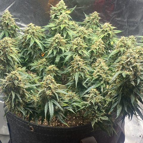 Milky Way F1 (Royal Queen Seeds) growlog timeline photo