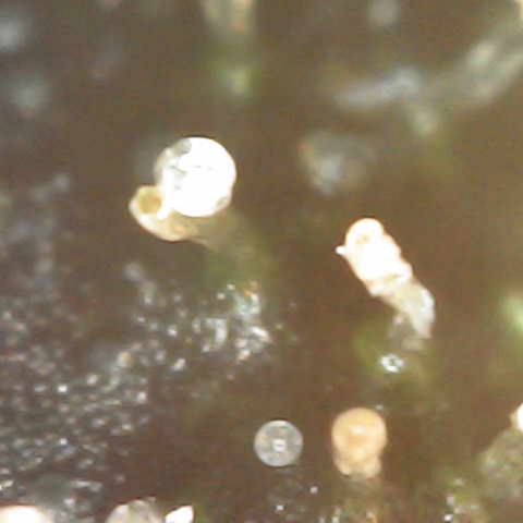 Milky Way F1 (Royal Queen Seeds) growlog timeline photo