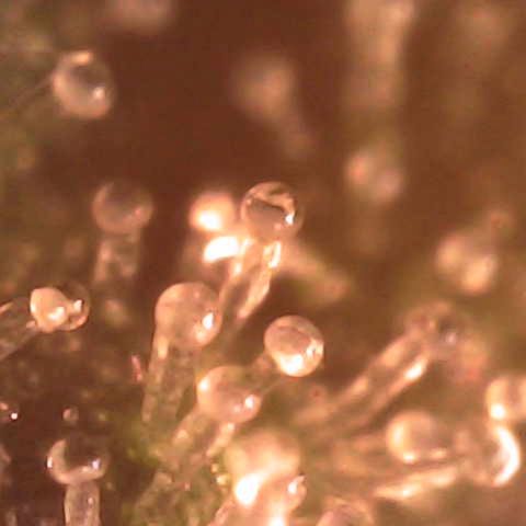 Milky Way F1 (Royal Queen Seeds) growlog timeline photo