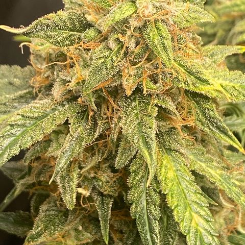 Milky Way F1 (Royal Queen Seeds) growlog timeline photo