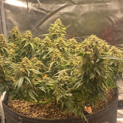 Milky Way F1 (Royal Queen Seeds) growlog timeline photo