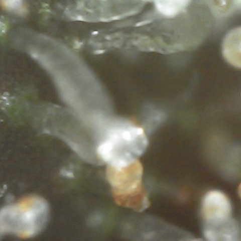 Milky Way F1 (Royal Queen Seeds) growlog timeline photo