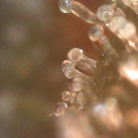 Milky Way F1 (Royal Queen Seeds) growlog timeline photo