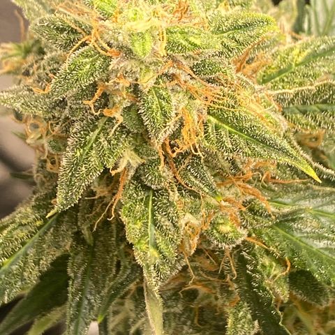 Milky Way F1 (Royal Queen Seeds) growlog timeline photo