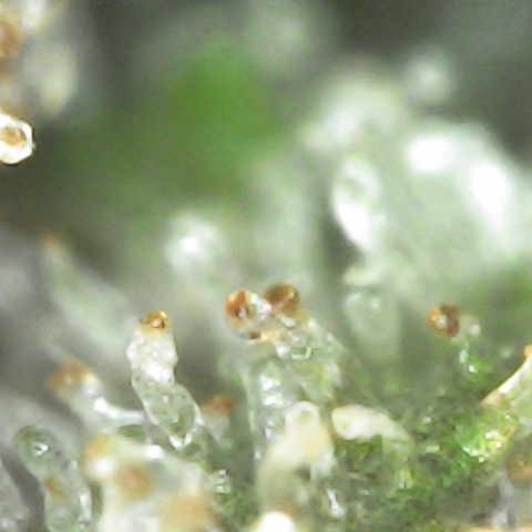 Milky Way F1 (Royal Queen Seeds) growlog timeline photo