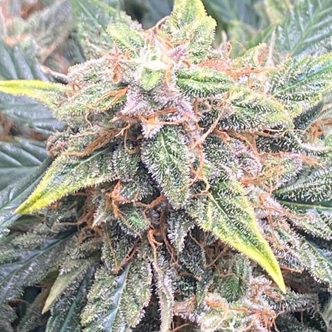 Milky Way F1 (Royal Queen Seeds) growlog timeline photo