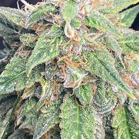 Milky Way F1 (Royal Queen Seeds) growlog timeline photo