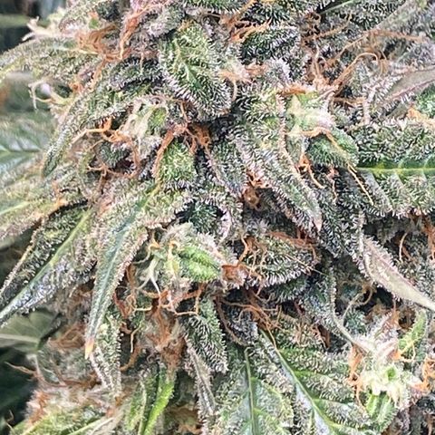 Milky Way F1 (Royal Queen Seeds) growlog timeline photo