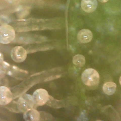 Milky Way F1 (Royal Queen Seeds) growlog timeline photo