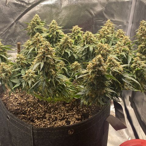 Milky Way F1 (Royal Queen Seeds) growlog timeline photo