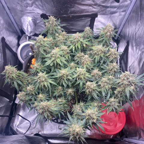 Milky Way F1 (Royal Queen Seeds) growlog timeline photo