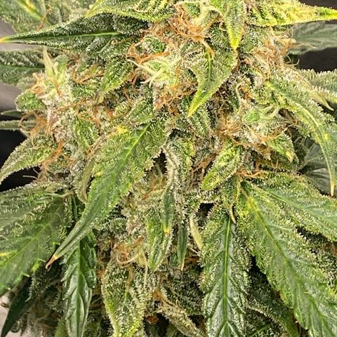 Milky Way F1 (Royal Queen Seeds) growlog timeline photo