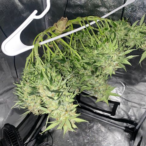 Milky Way F1 (Royal Queen Seeds) growlog timeline photo