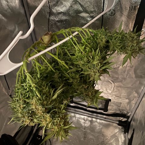 Milky Way F1 (Royal Queen Seeds) growlog timeline photo