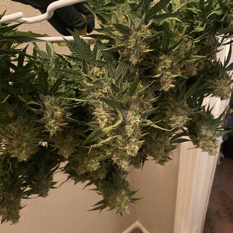 Milky Way F1 (Royal Queen Seeds) growlog timeline photo