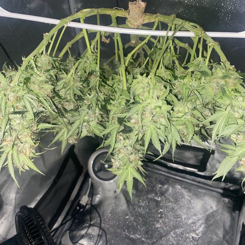 Milky Way F1 (Royal Queen Seeds) growlog timeline photo