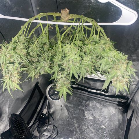 Milky Way F1 (Royal Queen Seeds) growlog timeline photo