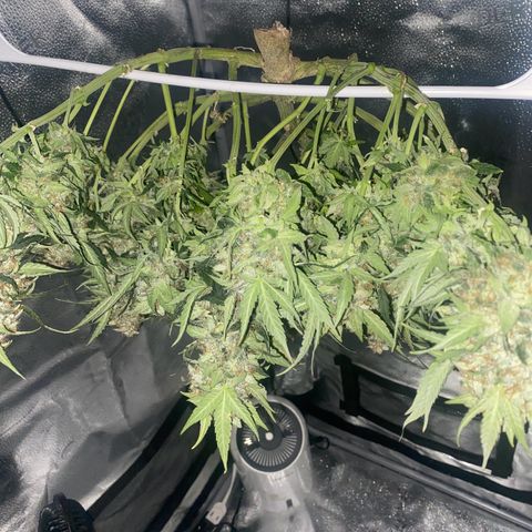 Milky Way F1 (Royal Queen Seeds) growlog timeline photo