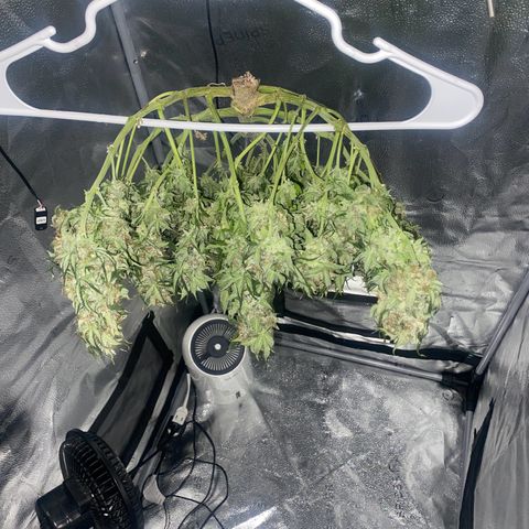 Milky Way F1 (Royal Queen Seeds) growlog timeline photo