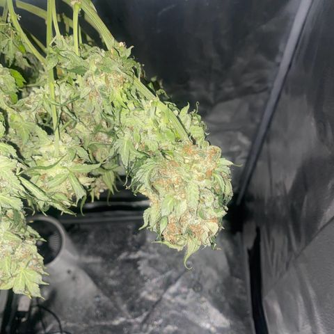 Milky Way F1 (Royal Queen Seeds) growlog timeline photo