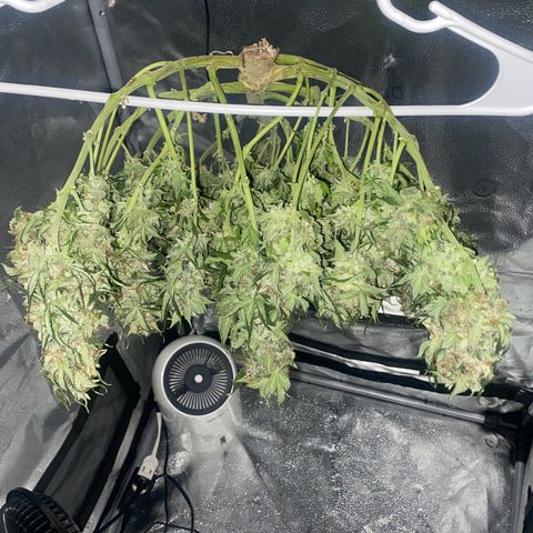 Milky Way F1 (Royal Queen Seeds) growlog timeline photo