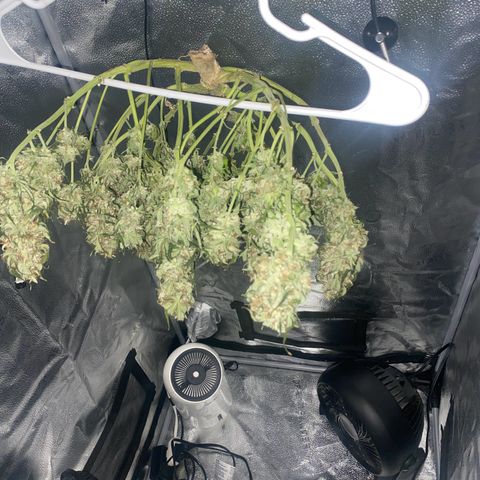 Milky Way F1 (Royal Queen Seeds) growlog timeline photo