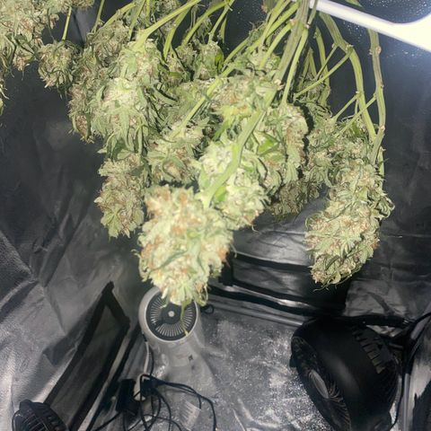 Milky Way F1 (Royal Queen Seeds) growlog timeline photo