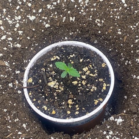 Thin Mints X Platinum Big Smooth  growlog photo: 3 days since breaking soil