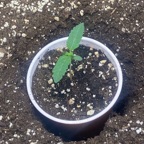 Thin Mints X Platinum Big Smooth  growlog timeline photo