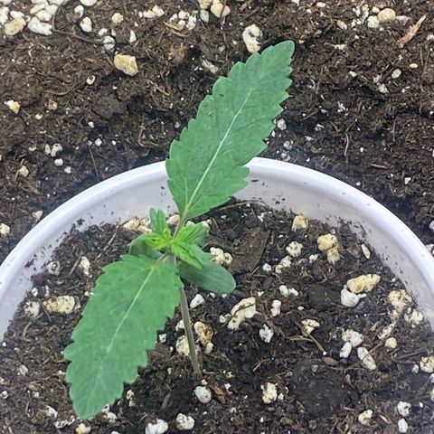 Thin Mints X Platinum Big Smooth  growlog timeline photo