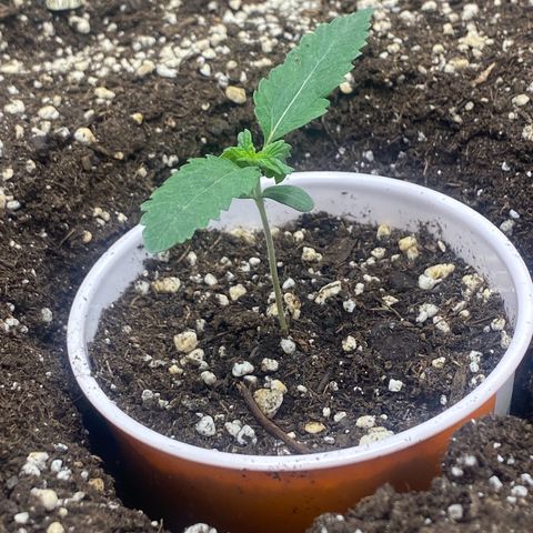 Thin Mints X Platinum Big Smooth  growlog timeline photo