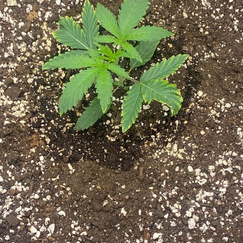 Thin Mints X Platinum Big Smooth  growlog timeline photo