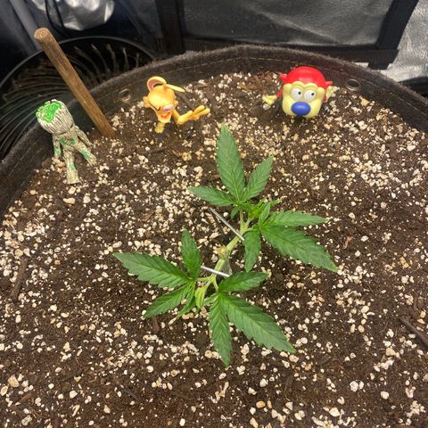 Thin Mints X Platinum Big Smooth  growlog timeline photo