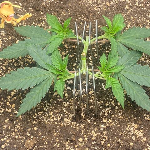 Thin Mints X Platinum Big Smooth  growlog timeline photo